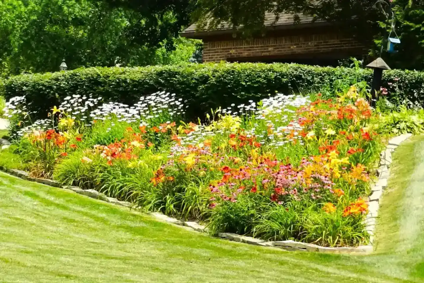 Border vol bloeiende vaste planten met een stenen rand langs het gazon, geschoren haag erachter