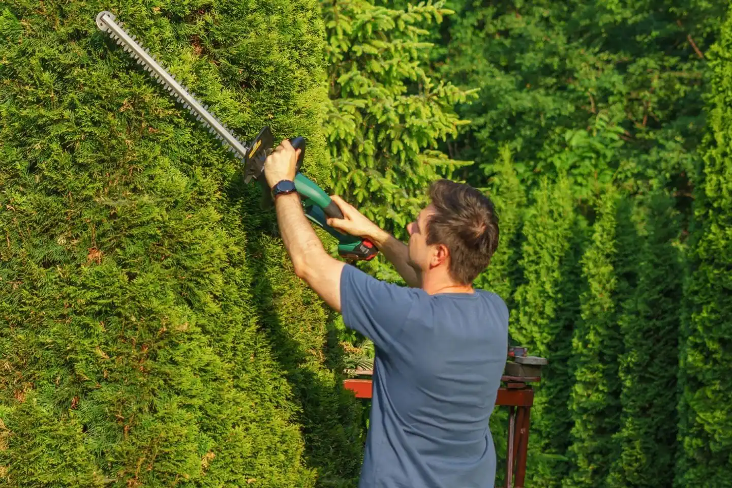 Hovenier knipt met een heggenschaar een groene coniferenhaag